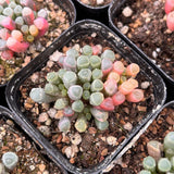 2'' Fenestraria Aurantiaca Variegated, Live Cactus Plants,Rare Plants Flowering Plants