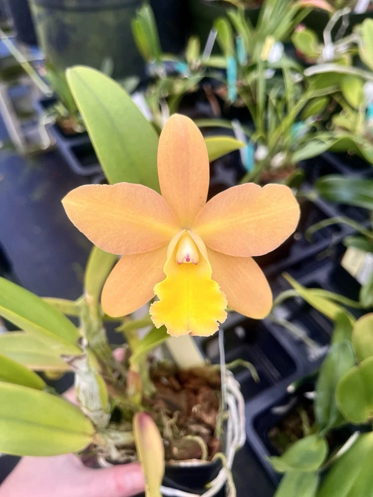 Orange orchid flower in pot with yellow center and green leaves