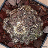 D3493 COPIAPOA MARITIMA pot10-H5-W8 cm MaMa Cactus Green Plant
