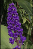 Hawaiian Blue (polu) Dichorisandra Thyrsiflora Ginger Plant Roots 2 Pack Orchids