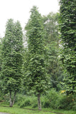 Gnetum Gnemon (Belinjo/Melinjo) 1 Seedling, Rare Ancient Plant Flowering Plants