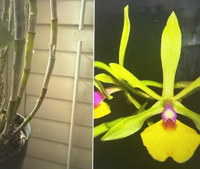 Orchid Plan Unknown ID 2 stem div bare root tall not perfect Orchids