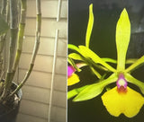 Orchid Plan Unknown ID 2 stem div bare root tall not perfect Orchids