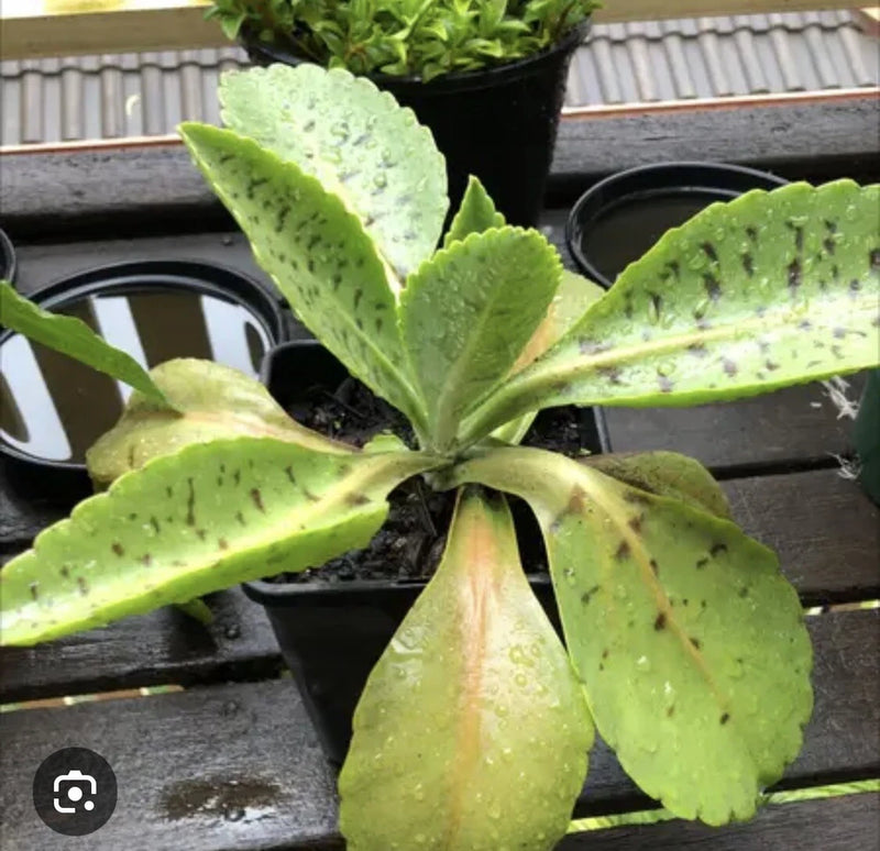 Potted orchid plant with large green speckled leaves in black grow pot