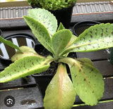 Donkey Ears Plant Big Size Orchids