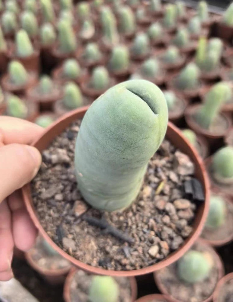 5-10cm 1PCS Live Eulychnia Male Penis Beautiful Garden Outdoor Rare Planting Garden Plants
