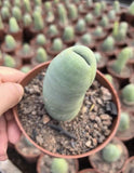5-10cm 1PCS Live Eulychnia Male Penis Beautiful Garden Outdoor Rare Planting Garden Plants