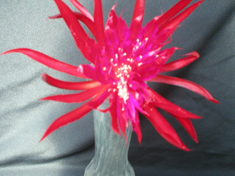 Orchid cactus bloom in light blue pot with bright pink red spiky petals