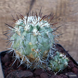 D2951 COPIAPOA PEPIANA V. STRAMINEA KK1730 pot12-H9-W10 cm MaMa Cactus Green Plant