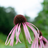 Echinacea pallida Seeds (Echinacea pallida) ~Native Wildflower Pollinator Garden Garden Plants