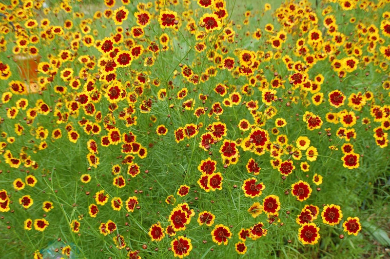 1 gram+ Coreopsis tinctoria Seeds/Tall Plains Coreopsis/Central US Native Plant Garden Plants