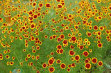 1 gram+ Coreopsis tinctoria Seeds/Tall Plains Coreopsis/Central US Native Plant Garden Plants