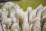 10 SILVER MAIDEN GRASS Miscanthus Sinensis Japanese Pampas Perennial Flower Seed Flowering Plants