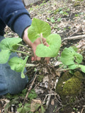 50 Fresh XL American Wild Ginger (Asarum canadense) Rhizomes / Bare Root Herb Garden Plants