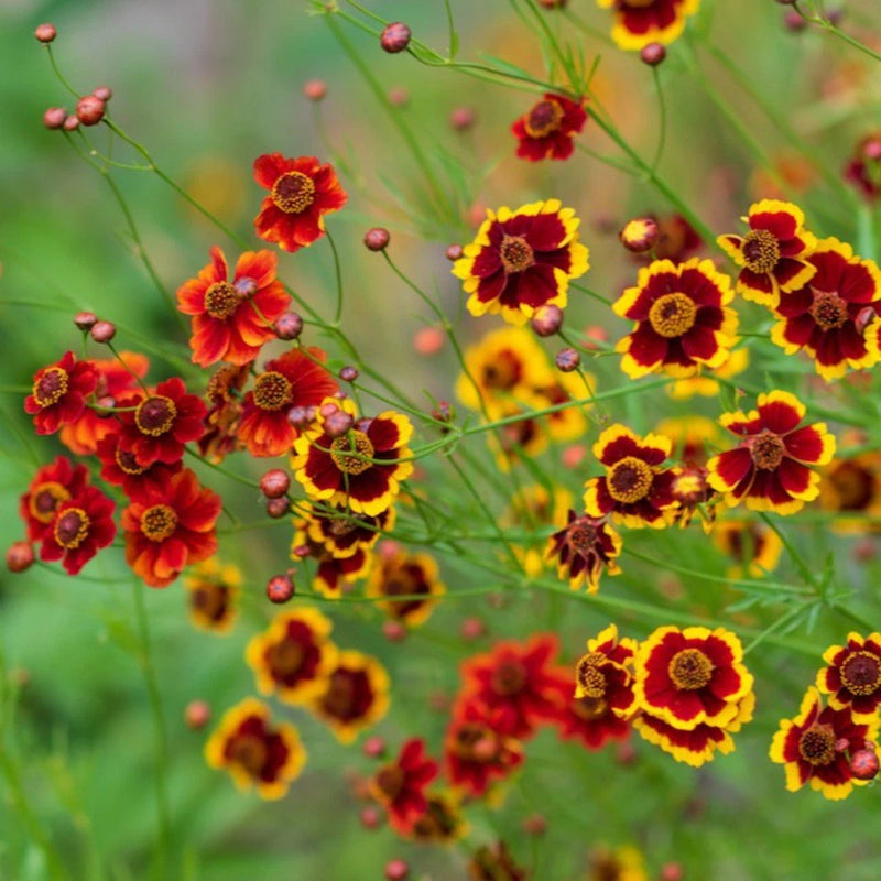 Coreopsis Dyer's Mix Seeds (Coreopsis tinctoria) ~Dye Plant Pollinator Garden Garden Plants