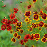 Coreopsis Dyer's Mix Seeds (Coreopsis tinctoria) ~Dye Plant Pollinator Garden Garden Plants