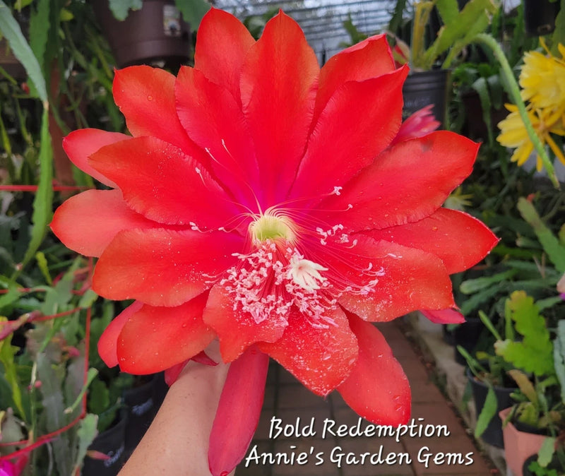 Red orchid cactus flower bloom in a small pot