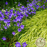 100 Balloon Flower Seeds, Platycodon grandiflorus, Chinese bellflower Garden Plants
