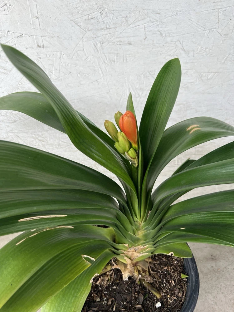 Clivia miniata bush lily plant with long green leaves and orange buds in soil pot