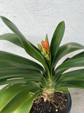 Large Clivia Miniata Bush Lily Orange 20 Leaves Bare Root No Pot No Flower Orchids