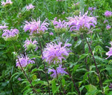 BERGAMOT WILD BEE BALM Monarda Fistulosa - 10,000 Bulk Seeds Garden Plants
