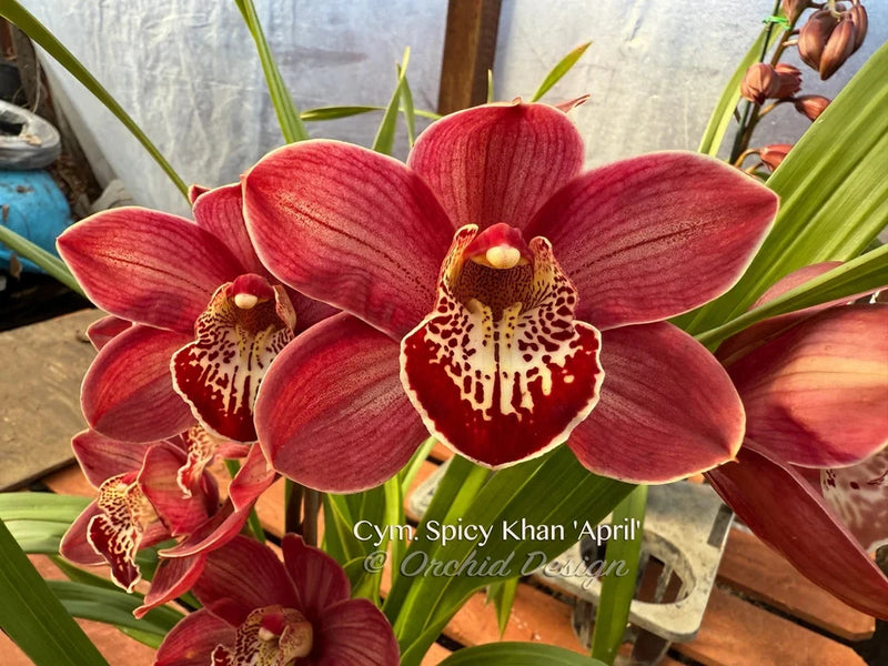 Red cymbidium orchid blossoms with speckled centers on green leaves