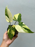Philodendron gloriosum variegated rare variegated house plant Green Plant