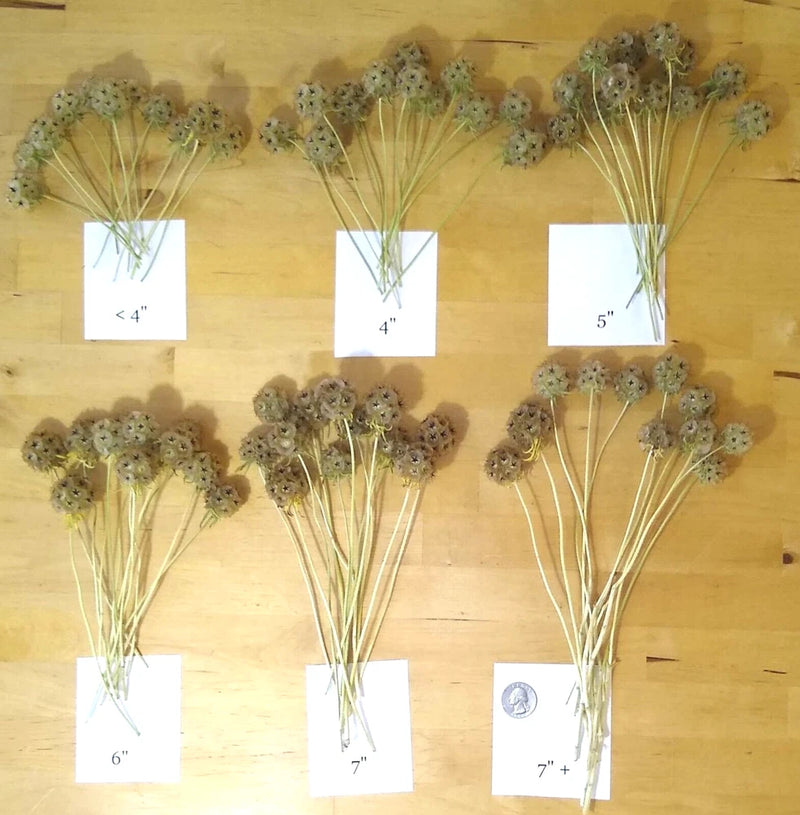 Dried starflower floral arrangement bunches with small moon-and-stars flower heads