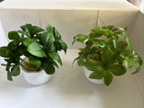 2Packs Artificial Potted Plant Scene Mini Fake Faux Plants for Home Office Decor Green Plant