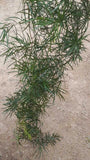 Asparagus Leaves Artificial Green Decor Foliage Persian Plant Garden Decora 50g Green Plant