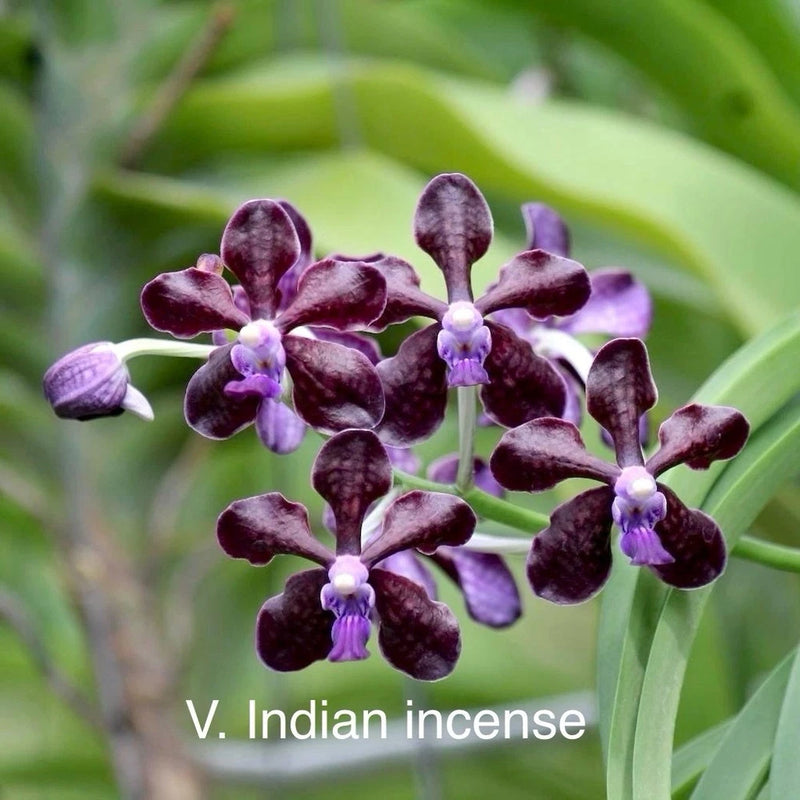 Dark Vanda orchid incense with dark purple orchid blossoms