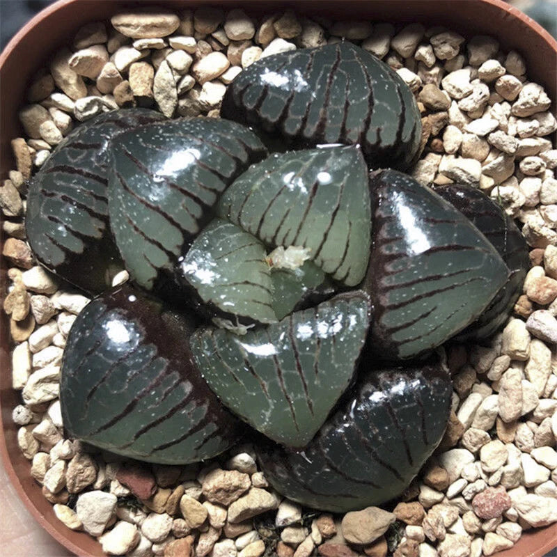 5CM Succulent Plant Haworthia Comptioniana Sun Moon Lake Liliaceae Home Garden Garden Plants