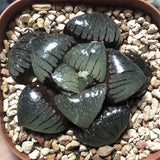 5CM Succulent Plant Haworthia Comptioniana Sun Moon Lake Liliaceae Home Garden Garden Plants