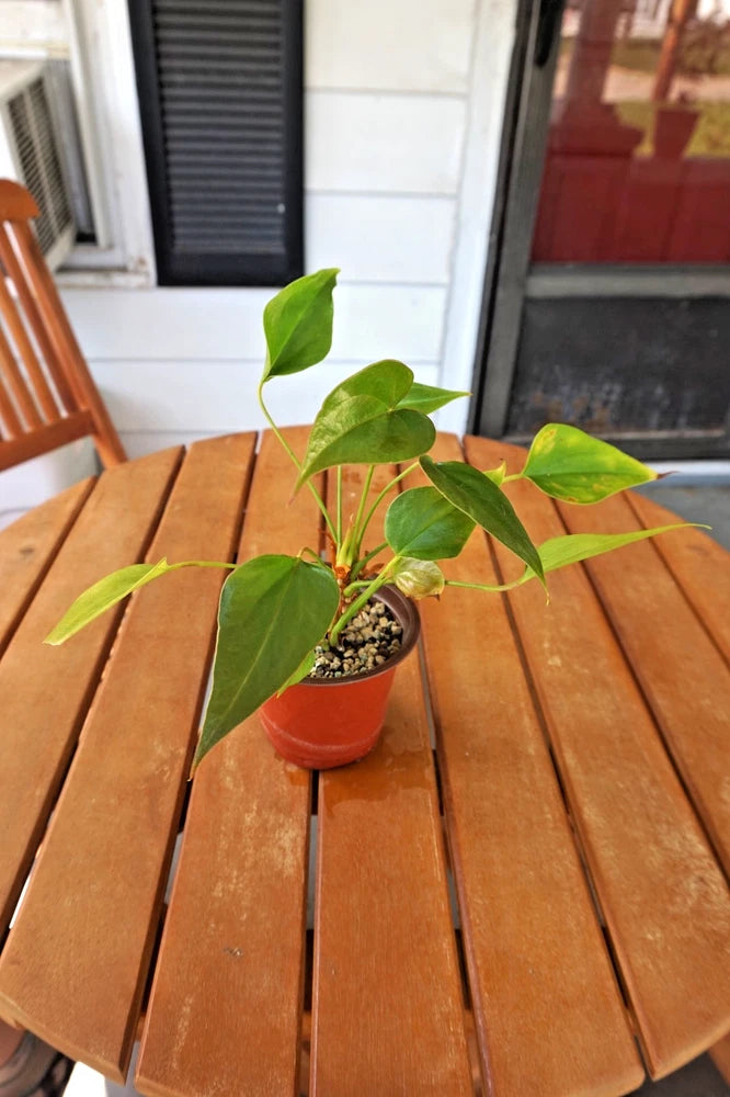 Red flamingo anthurium plant in small red pot with green leaves