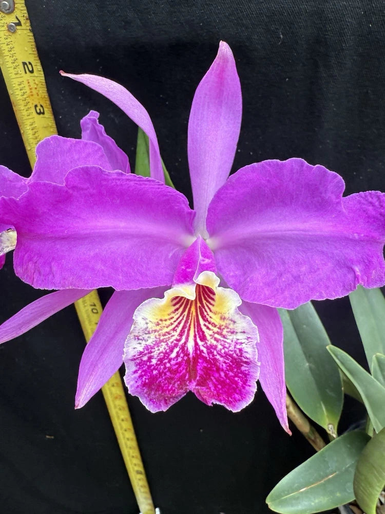 Cattleya lueddemanniana orchid with large purple petals and cream striped lip