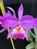 Cattleya lueddemanniana Rombito Orchids