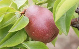 25+ Seckel Pear Seeds for Garden Planting - USA - FREE SHIPPING! Garden Plants