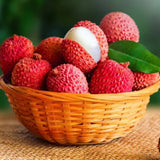 10pcs Lychee Tropical Fruit Heirloom Seeds - Non-GMO Litchi Seed for Gardening Garden Plants