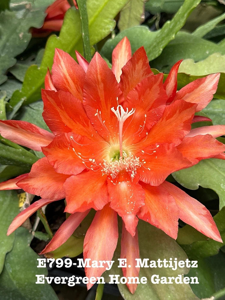 Orange orchid cactus flower with green pads