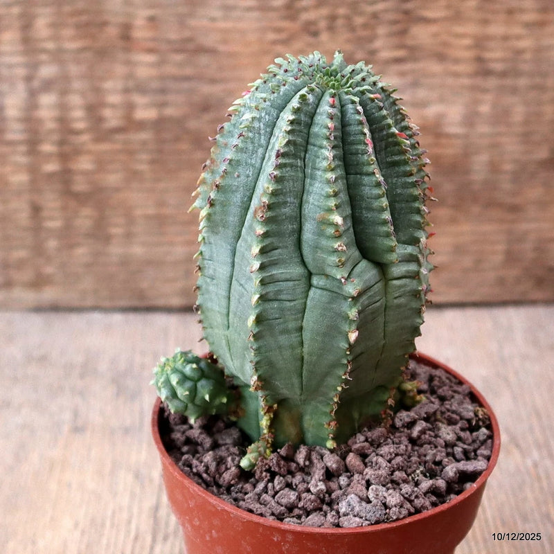 D7711 EUPHORBIA INFAUSTA pot9-H12-W6,5 cm MaMa Cactus Green Plant