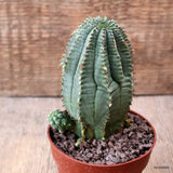 D7711 EUPHORBIA INFAUSTA pot9-H12-W6,5 cm MaMa Cactus Green Plant