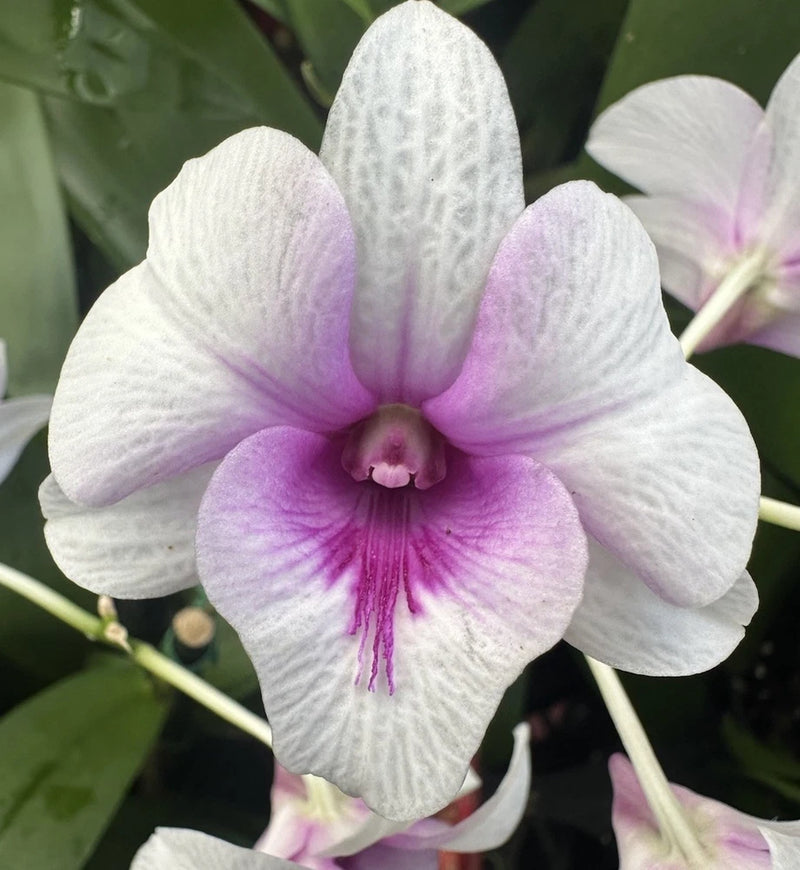 White and purple dendrobium orchid flower with purple center