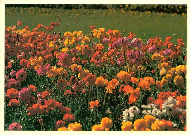 Vintage Field of Ranunculus Flowers Colorful Buttercups Postcard c1970 Ranunculus