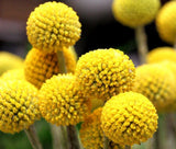 CRASPEDIA BILLY BUTTONS Craspedia Globosa - 500 Bulk Seeds Garden Plants
