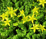 GOLD MOSS STONECROP Sedum Acre - 1,000 Bulk Seeds Garden Plants