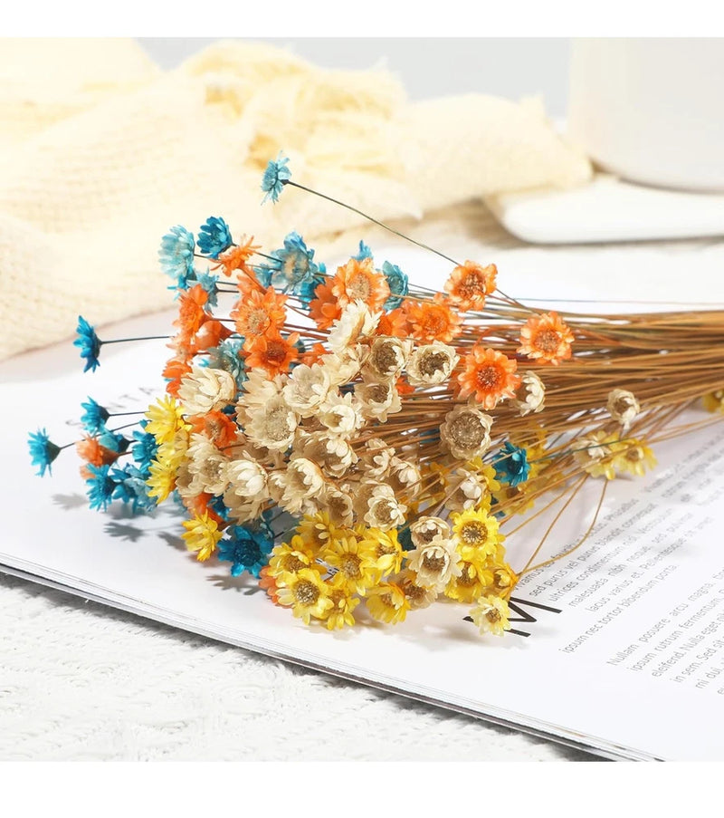 200 Stems Natural Dry Flowers Brazilian Small Dried Daisies Decorative ... Dried Flower