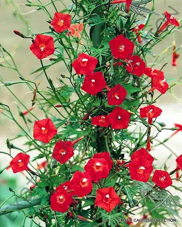 IPOMOEA SLOTERI cardinal climber morning glory flowering exotic seed 20 seeds Orchids