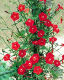 IPOMOEA SLOTERI cardinal climber morning glory flowering exotic seed 20 seeds Orchids