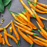 30+ ORANGE CAYENNE PEPPER SEEDS NON-GMO FRESH FOR YOUR GARDEN Garden Plants