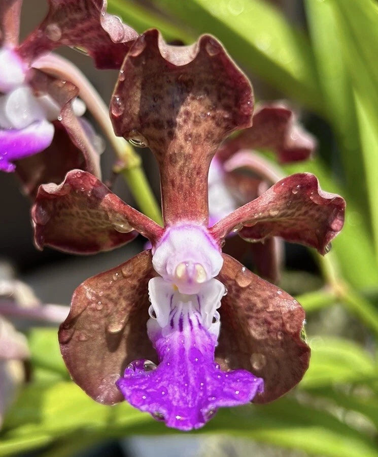 Dark maroon orchid flower with purple throat and white inner petals